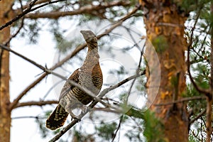 Female capercaillie sits on a pine branch