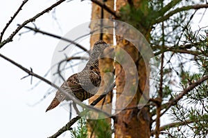 Female capercaillie sits on a pine branch