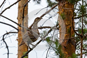 Female capercaillie sits on a pine branch