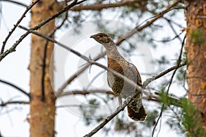 Female capercaillie sits on a pine branch