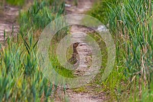 Female capercaillie walks along a path