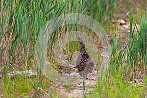 Female capercaillie walks along a path among photo