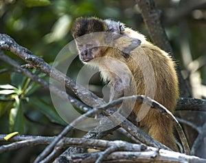 Female capuchin monkey with a baby on her back