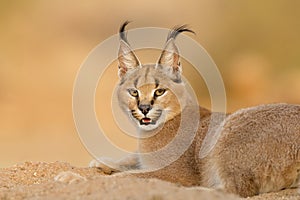 Female Caracal resting, South Africa photo