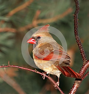 Female Cardinal photo