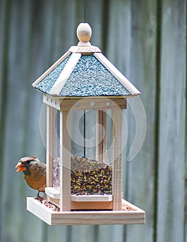 Female Cardinal at a Bird Feeder