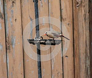 Female Cardinal on Bird Feeder Getting Food