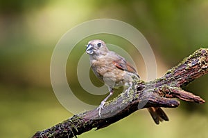 Female Cardinal bird on limb