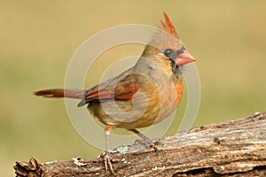 Female cardinal on a branch