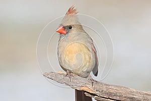 Female Cardinal On A Branch