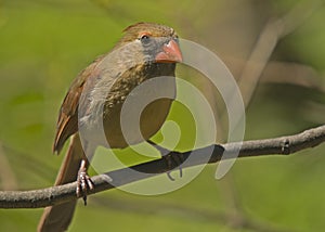 Female Cardinal on Branch