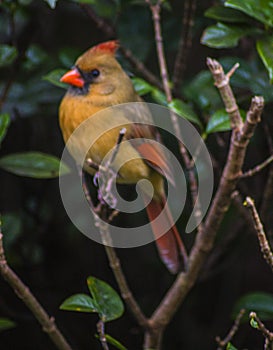 The Female Cardinal in the Bush