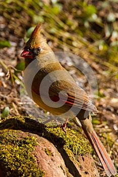 Female Cardinal Cardinalidae