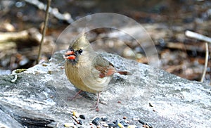 female cardinal Cardinalis cardinalis