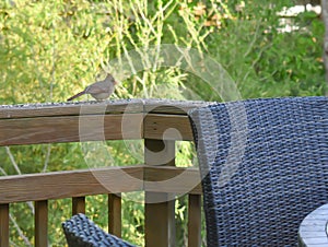 Female Cardinal Collecting Seed on a Suburban Backyard Deck in Late Spring