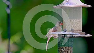 A female cardinal feeds at a feeder