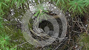 Female Cardinal Flys in and Sits on Eggs in Nest