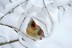 Female Cardinal In Heavy Snow