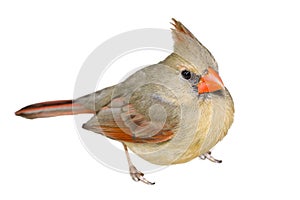 Female Cardinal