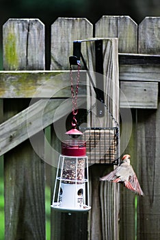 Female Cardinal Leaves a Bird Feeder