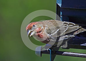 Female Cardinal with Open Beak