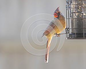 Female Cardinal Perched