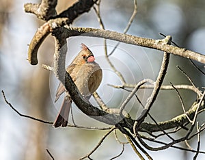 A female cardinal perched.