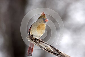 Female cardinal