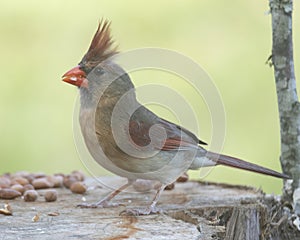 Female Cardinal Perched
