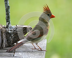 Female Cardinal Perched