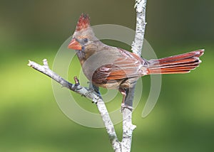 Female Cardinal Perched