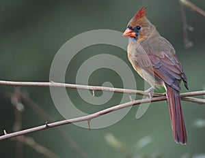 Female Cardinal Perched