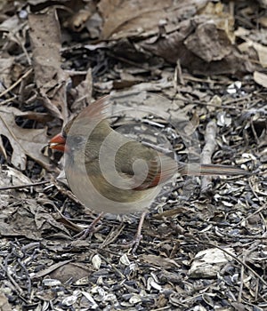 Female Cardinal Searching for Seeds