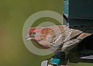 Female Cardinal with Seed