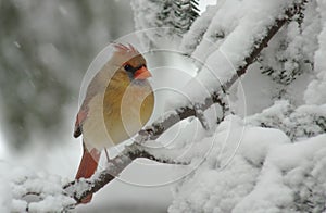 Female Cardinal in Snow