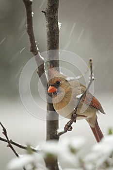 Female Cardinal in snow