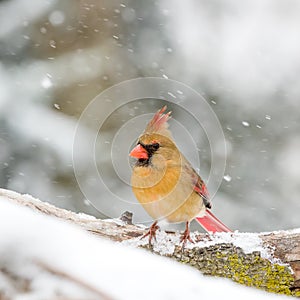 Female Cardinal In The Snow