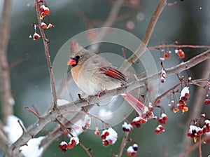 Female cardinal in snowstorm