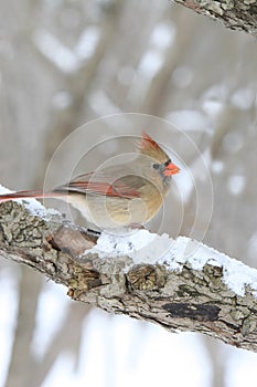 Female Cardinal on snowy tree branch