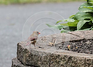 Female Cardinal Standing on Brick Looking to the Side
