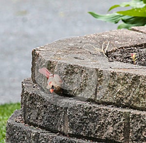 Female Cardinal Standing on the Side of a Brick