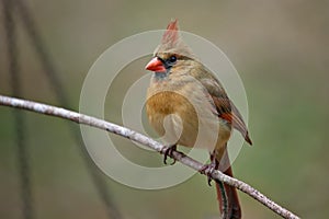 Female Cardinal on twig