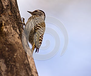 Female Cardinal woodpecker climbing a log
