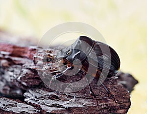 Female Carolina Dung beetle (Dichotomius carolinus) ventral view.