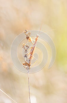 A Female Carolina Mantis Stagmomantis carolina Perched on Stalks of Vegetation in Northern Colorado