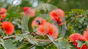 A female carpenter bee collects pollen from red powder puff flowers