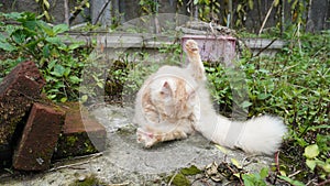 female cat - cat lying on the ground