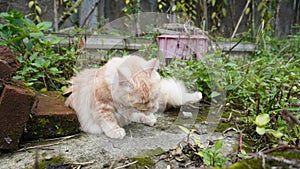 female cat - cat lying on the ground