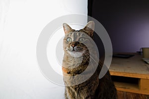 Female cat in front of a large photography studio light