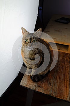 Female cat in front of a large photography studio light